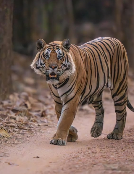 Pench Tiger Trail in Madhya Pradesh
