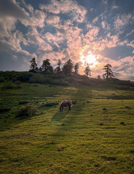 Best Rhododendron Treks in India: Witness Nature’s Bloom in Spring