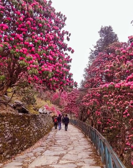 chopta chandrashila trek