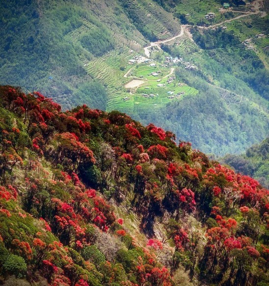Best Rhododendron Treks in India: Witness Nature’s Bloom in Spring