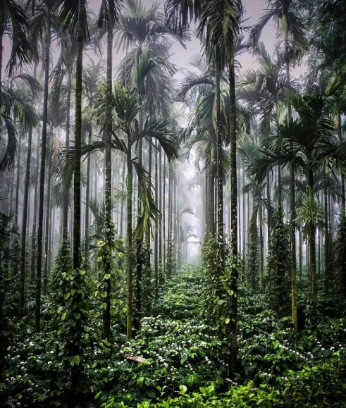 Beyond the Trek: Top Things to Do in Chikmagalur