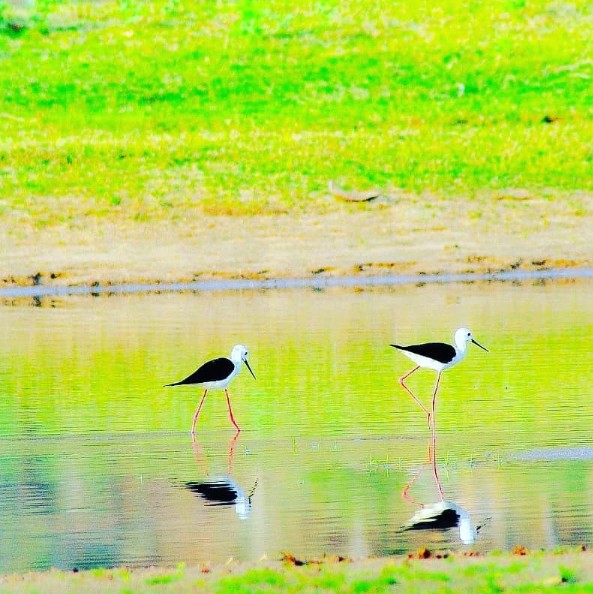 Vatadahosahalli Lake