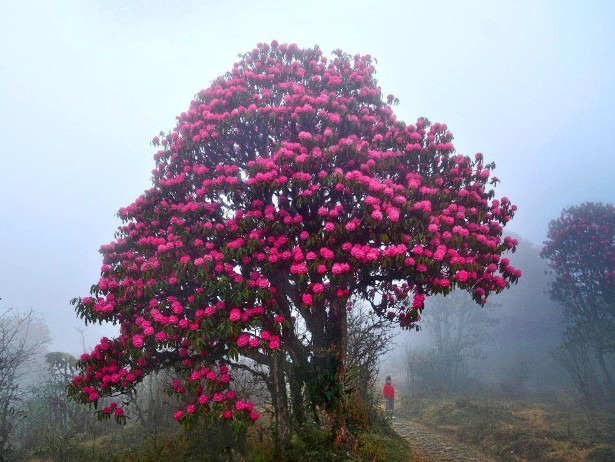 Best Rhododendron Treks in India: Witness Nature’s Bloom in Spring