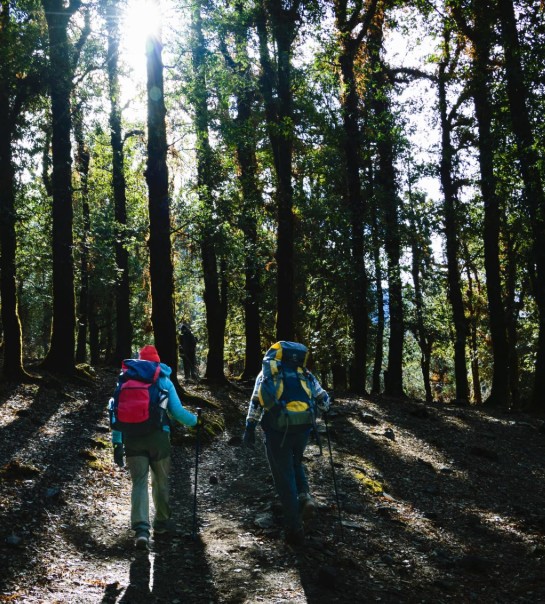 A Trekker’s Diary: What I Learned on the Ali Bedni Bugyal Trek