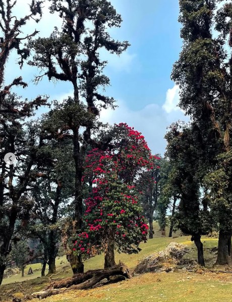 Best Rhododendron Treks in India: Witness Nature’s Bloom in Spring