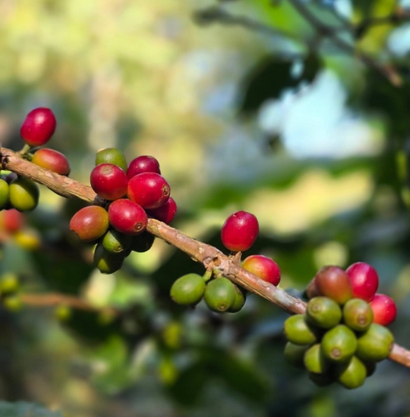 Beyond the Trek: Top Things to Do in Chikmagalur